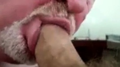 Daddy bear sucking cock